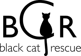 Cat adoption team is the largest nonprofit, adoption guarantee cat shelter in the pacific northwest. Pets For Adoption At Black Cat Rescue In Somerville Ma Petfinder
