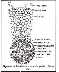 Detailed Structure Of A Portion Of Dicot Root Plant Science Biology Notes Plant Structure