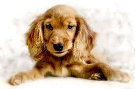 Cute Cocker Spaniel Puppy Busybee Cr Photography ✓ free for commercial use ✓ high quality images.