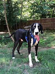 Special thanks to ginnie saunders for her photo. Augusta Ga Great Dane Meet Great Dane Male A Pet For Adoption