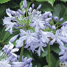これが枯れたら すごい 強靭 アガパンサス 花 緑 野菜 園芸 やさんのひとこと日記2