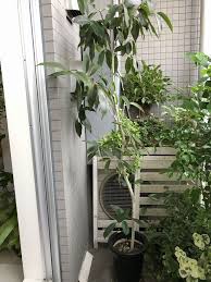 復活 アマゾンオリーブの葉が枯れて元気がないので外に出す 観葉植物ブログ緑組 植物の育て方
