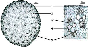 Cross Section Of A Monocot Stem Cross Section Of A Monocot Stem Biology Microscopic Photography Science Biology