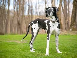 They are healthy dogs, but they have special needs, mostly due to their size. How Much Does A Great Dane Cost The Complete Buyer S Guide Perfect Dog Breeds