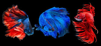 Seriously, do we need to tell you why? Types Of Betta Fish A Guide On Patterns Color And More