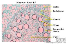 Root Anatomy Of Monocot Root Anatomy Plant Tissue