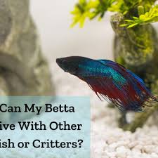 They need good water parameters to survive and. 10 Best Tank Mates For Bettas And Betta Fish In A Community Tank Pethelpful By Fellow Animal Lovers And Experts