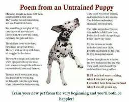 Pin By Cynthia Wolfel On Doggie Love 3 Puppies Man And Dog Rescue Dogs