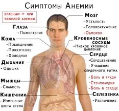 O Chem Govorit Ponizhennyj Gemoglobin V Krovi Otchego Snizhaetsya Gemoglobin Poyavlyaetsya Deficit Zheleza I Pochemu Tak Vazhen V Diagnostika I Medikamentoznoe Lechenie