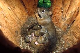 Viral Photo Sparks Unusual Discussion Of Squirrel Anatomy Squirrel Cute Baby Animals Animals