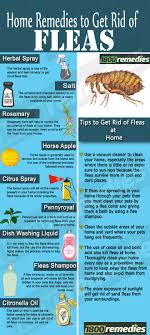 These Home Remedies For Fleas Will Not Only Kill The Fleas But Will Also Prevent The Fleas In Your Home In F Home Remedies For Fleas Flea Remedies Pet Remedies