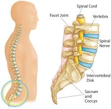 'well, if you don't have a backbone you are spineless. Spondylolysis And Spondylolisthesis Orthoinfo Aaos