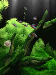 We present you our collection of desktop wallpaper theme: Fish Mobile Wallpaper Moving Wallpapers Animated Wallpapers For Mobile Nature Wallpaper