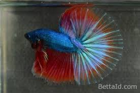 Ikan cupang halfmoon merupakan salah satu jenis ikan cupang diantara sekian jenis yang lain yakni ikan cupang fighter, ikan cupang plakat, ikan cupang double tail, dan ikan cupang crowntail. Ikan Cupang Halfmoon Besgel Hm57 Mempunyai Kedokan Sehat Dasi Lurus Mental Berani Tubuh Proporsional Dan Sisik Mengkilap Memiliki Ikan Cupang Betta Ikan
