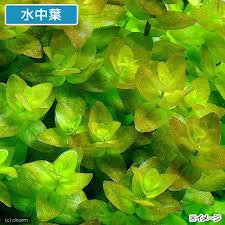 ウォーターバコパ 水上葉 無農薬 10本 チャーム