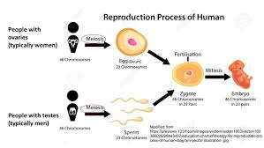 The gonads, the primary reproductive organs, are the testes in the male and the ovaries in the female. Diagram Of Human Reproductive Process Gender Inclusive Biology