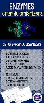 Enzymes Graphic Organizers Biochemistry Biochemistry Enzymes Biology Enzymes