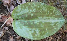 カタクリ Erythronium Japonicum ユリ科 Liliaceae カタクリ属 三河の植物観察