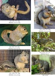 Care For Baby Squirrels Eastern Gray Fox The Arc Animal Rehabilitation Center Baby Squirrel Care Baby Squirrel Fox Squirrel