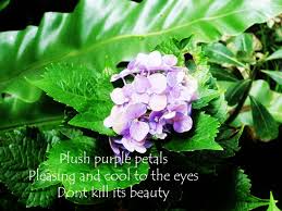 Haiku Poems About Nature Google Search Haiku Poems Haiku Poems