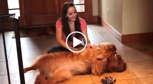 Ieri pomeriggio paura in un'abitazione di legnaia dopo che un cane da guardia, un american staffordshire terrier (più noto come amstaff), ha azzannato la madre. Questa Ragazza Ha Poco Tempo Per Il Suo Cane Sviluppa Quindi Un Invenzione Geniale