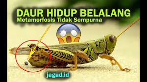 Daur Hidup Belalang Metamorfosis Tidak Sempurna Youtube