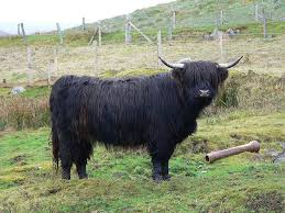 A Scottish Highland Cow Is Not A Yak Highland Cattle Scottish Highland Cow Highland Cow