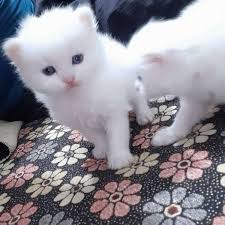 The cost of the persian cat depends on their color and its hybrid and in india minimum cost is 8,000 to maximum 25,000. White Persian Kittens Cat Buy And Sell Pets In Sahiwal Pakistan