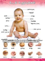 1st and 2nd by teacheraina. Paper Parts Of Body Chart For Home Rs 40 Piece Ajay Exim Id 9436459091