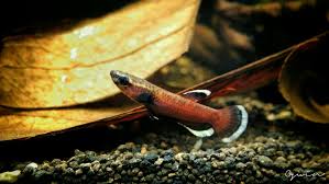 Anabantoides betta anabantoides betta midas. Wild Betta Albimarginata Betta Snake Animals