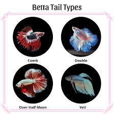 It is the most common type of tail which is gorgeous, long. All About Betta Fish Facts More