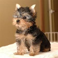 Teacups puppies our teacups puppies are all raised with our children and other pets at home with much love and care. Yorkie Puppy For Sale Nc Petswall
