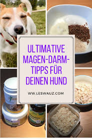 Die Ultimativen Tipps Fur Magen Darm Probleme Beim Hund Leswauz Hunde Ernahrung Hunde Tierfutter