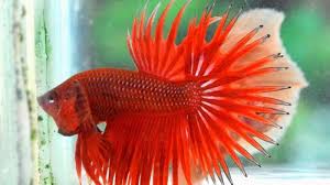 Menaburkan larvasida contohnya bubuk abate minimal setiap satu minggu sekali, atau dengan menebarkan ikan tempalo yang memakan jentik nyamuk. Berpredikat Juara Iwak Tempalo Harganya Bisa Mencapai Rp15 Juta Tribunnews Com Mobile