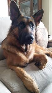 They include bull mastiffs, bull terriers, dobermans, alsatians like. Hello Reddit Meet My 1 Year Old German Shepherd Koby R Aww German Shepherd German Shepherd Funny German Shepherd Memes
