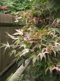 もみじの葉枯れについて 庭のしだれもみじ のむらもみじが今なら綺麗 虫除け 害虫駆除 教えて Goo
