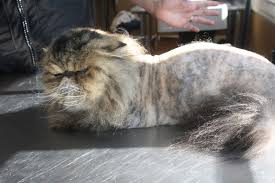 The lion (panthera leo) is a species in the family felidae and a member of the genus panthera. What Is A Lion Cut Cat Naps Cattery
