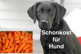 Schonkost Fur Den Hund Bei Erbrechen Und Magen Darm Problemen