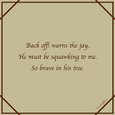 Haiku Squawking Jay Haiku Poems Inspirational Quotes Haiku