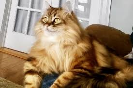 It's free to post an ad. Tunie S Siberians Minnesota S Foremost Home Of Traditional Siberian Forest Cats And Kittens