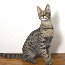 The savannah cat is a hybrid cross between an african serval and a domestic cat. Savannah Cat Prices Explanation Of How Savannah Cats Are Priced