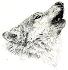 Howling Wolf Wolf Sketch Wolf Drawing Wolf Howling