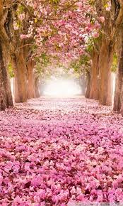 Love Path Wallpaper Nature Beautiful Tree Beautiful Nature You can download free hd and wide resolutions wallpapers under many categories which is more than 200.