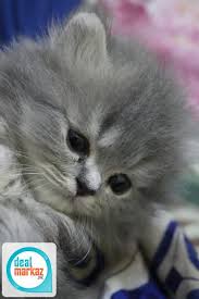 The top countries of suppliers are pakistan, china, and. Persian Cats Are Available Here To Purchase 88995 Cats In Islamabad Dealmarkaz Pk