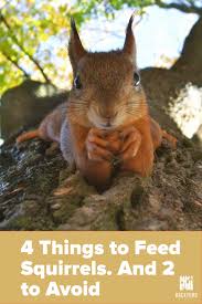 What To Feed Squirrels In Backyard Backyardscape Squirrel Food Cute Squirrel Baby Squirrel Care