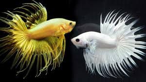 Ikan palung ini mempunyai sebutan yang berbeda di berbagai daerah sebagai contoh , masyarakat di jawa timur dan jawa tengah menamakan ikan ini dengan sebutan ikan palung , masyarakat di. Dinkes Palembang Bagi Bagi Iwak Tempalo Tak Disangka Ini Manfaatnya Sriwijaya Post