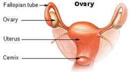 The main reason why the testes are located outside the male body is that they require lesser temperature to make sustainable sperm. Ovary Wikipedia