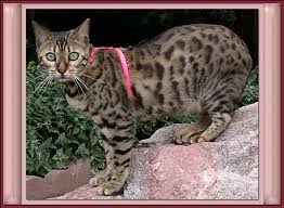 They like to play and can learn games like fetch or figure out puzzle toys. Bengal Cats Toronto Ontario Assistance For Bengal Cat Beginners