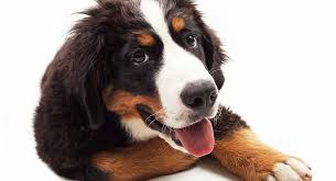 Najděte stock snímky na téma group bernese mountain dog puppies near v hd a miliony dalších stock fotografií, ilustrací a vektorů bez autorských poplatků ve sbírce shutterstock. Great Bernese The Great Pyrenees Bernese Mountain Dog Mix