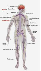 The nervous system is a complex network of nerves and cells that transmit messages to two main when learning about the nervous system your children will learn a lot of detailed information. The Nervous System Kaylacastaneda